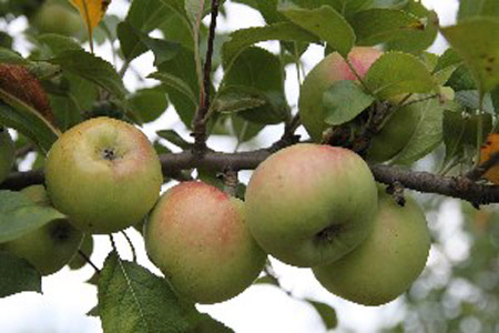 Lady - Apple Varieties