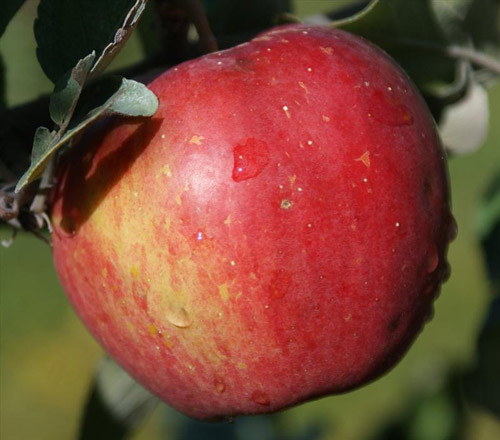Sweet Sixteen - Apple Varieties