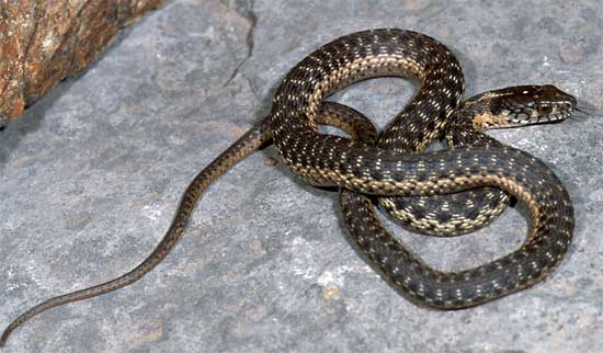Thamnophis couchii - Sierra Gartersnake - snake species | gveli | გველი