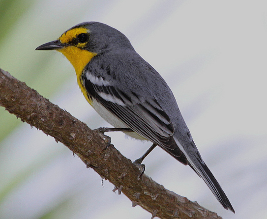 Grace's Warbler - Bird Species | Frinvelis jishebi | ფრინველის ჯიშები