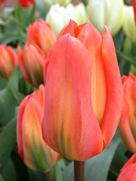 Orange Emperor -                                                         Species Tulip| TITA | ტიტა                                                        