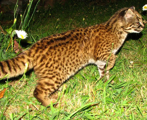 Kodkod - wild cats - lynx | ფოცხვერი | focxveri