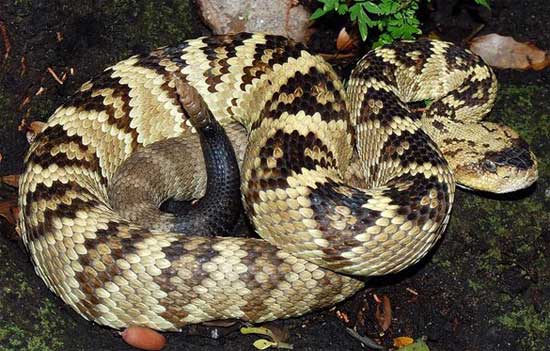 BLACK-TAILED RATTLESNAKE <br /> Crotalus molossus - snake species | gveli | გველი