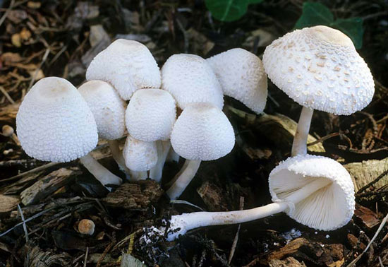 Lepiota cepaestipes: Leucocoprinus cepaestipes - Mushroom Species Images
