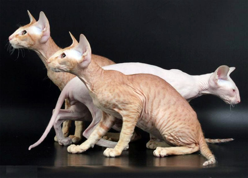 Peterbald - cat Breeds | კატის ჯიშები | katis jishebi