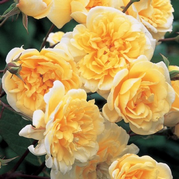 Malvern Hills - Rose Varieties | VARDI | ვარდი                                                                                                                