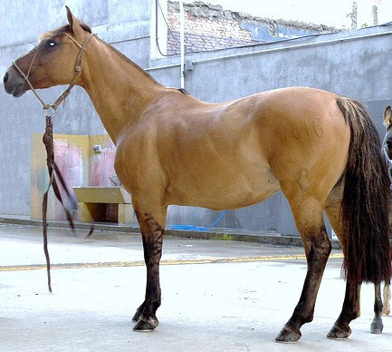 კატა Argentine Criollo Horse - ის სურათი