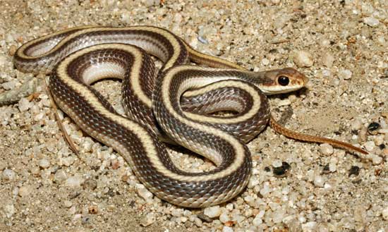 Salvadora hexalepis virgultea - Coast Patch-nosed Snake - snake species | gveli | გველი