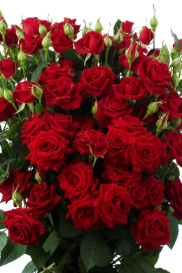Rubicon - Rose Varieties | VARDI | ვარდი                                                                                                                