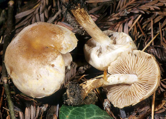 Hebeloma mesophaeum - Mushroom Species Images