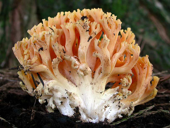 Ramaria rubricarnata var. verna - Fungi species | sokos jishebi | სოკოს ჯიშები