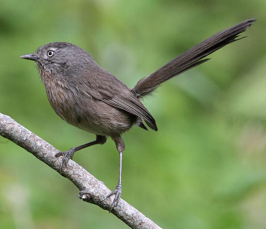 Wrentit - Bird Species | Frinvelis jishebi | ფრინველის ჯიშები