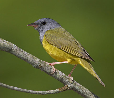 Mourning Warbler - Bird Species | Frinvelis jishebi | ფრინველის ჯიშები