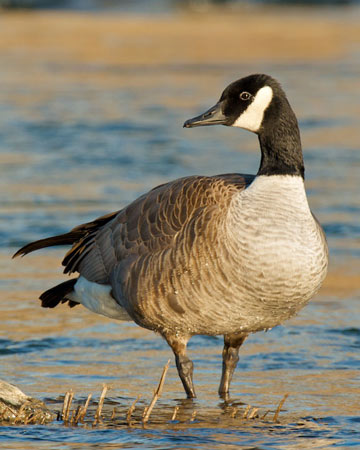 Canada Goose - Bird Species | Frinvelis jishebi | ფრინველის ჯიშები