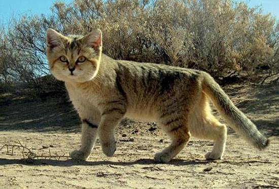 Sand Cat - wild cats - lynx | ფოცხვერი | focxveri