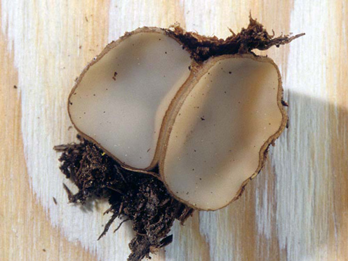 Chaetothiersia vernalis - Mushroom Species Images