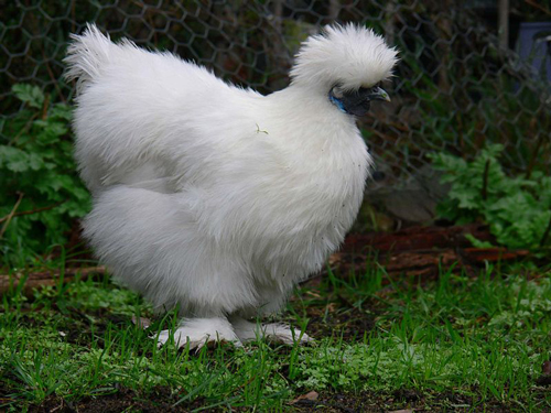 Silkie Bantam 3 - chicken Breeds | ქათმის ჯიშები | qatmis jishebi