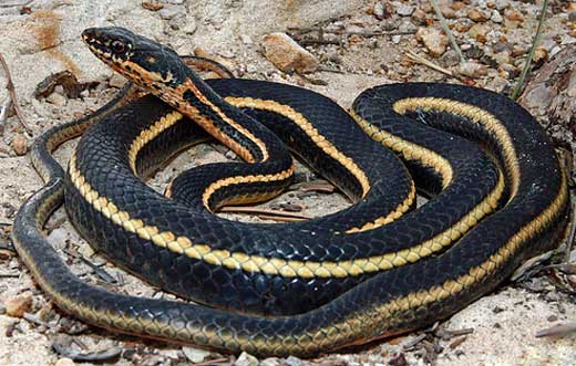 Coluber lateralis euryxanthus - Alameda Striped Racer - snake species | gveli | გველი