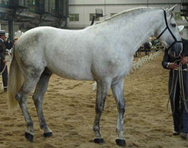 Aralusian Horse - cat Breeds | კატის ჯიშები | katis jishebi