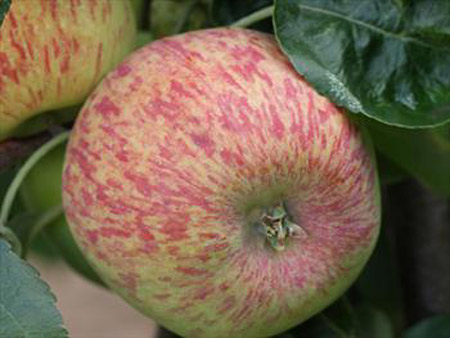 Duchess of Oldenburg - Apple Varieties