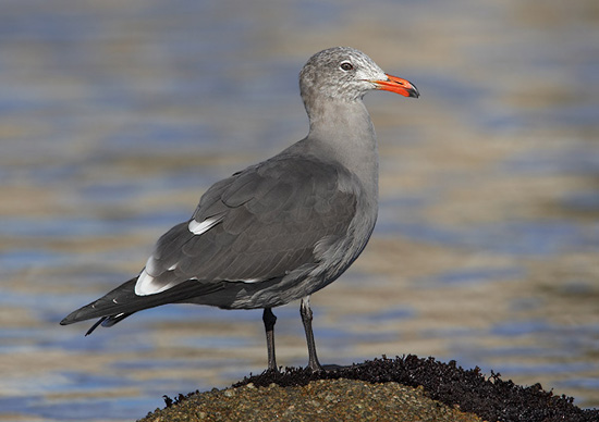 Heermann's Gull - Bird Species | Frinvelis jishebi | ფრინველის ჯიშები