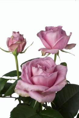 Shangri-la - Rose Varieties | VARDI | ვარდი                                                                                                                
