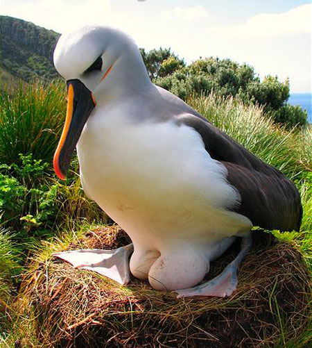Yellow-nosed Albatross  - Bird Species | Frinvelis jishebi | ფრინველის ჯიშები