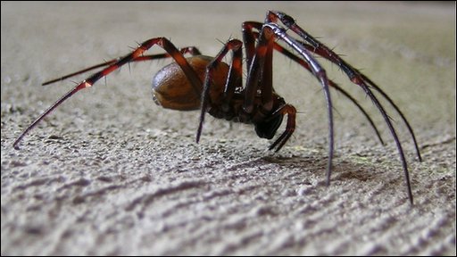 Cave Spider - Spider species | OBOBAS JISHEBI | ობობას ჯიშები