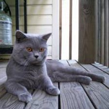 British Shorthair 2 - cat Breeds | კატის ჯიშები | katis jishebi