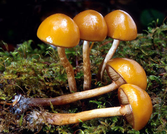 Galerina autumnalis - Fungi species | sokos jishebi | სოკოს ჯიშები
