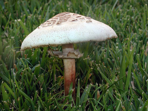 Chlorophyllum molybdites - Mushroom Species Images