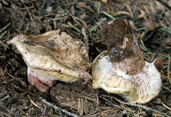 Hygrophorus purpurascens - Mushroom Species Images