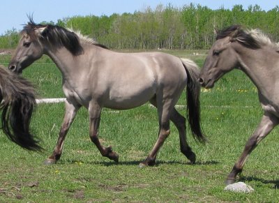 American Sorraia Mustang - cat Breeds | კატის ჯიშები | katis jishebi