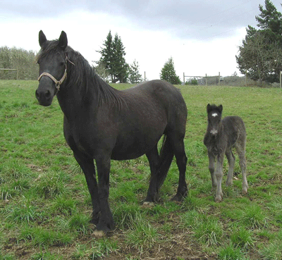 Dales 3 - horse Breeds | ცხენის ჯიშები| cxenis jishebi