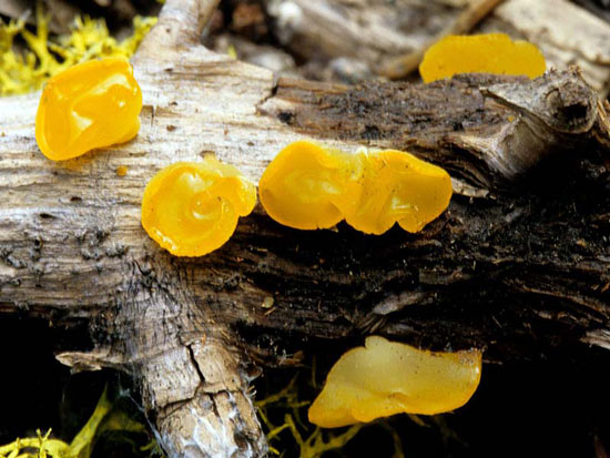 Heterotexus alpinus - Fungi species | sokos jishebi | სოკოს ჯიშები
