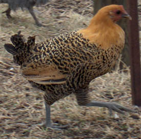 Campine 2 - chicken Breeds | ქათმის ჯიშები | qatmis jishebi