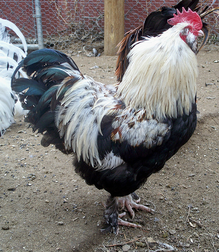 Faverolles 3 - chicken Breeds | ქათმის ჯიშები | qatmis jishebi