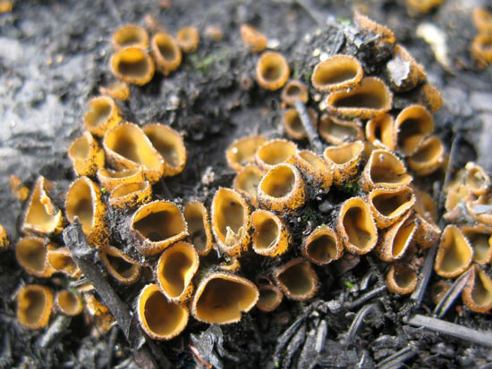 Tricharina gilva - Fungi species | sokos jishebi | სოკოს ჯიშები