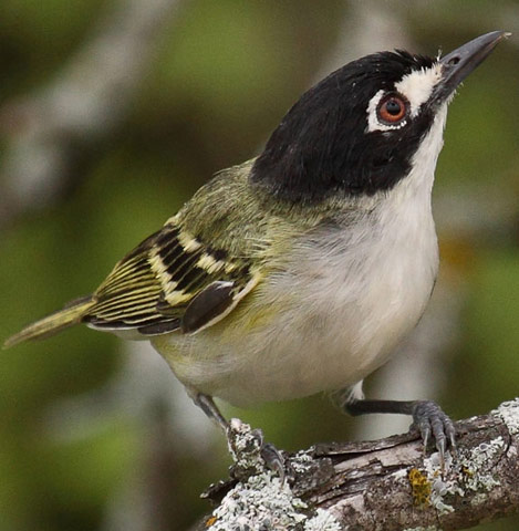 Black-capped Vireo - Bird Species | Frinvelis jishebi | ფრინველის ჯიშები