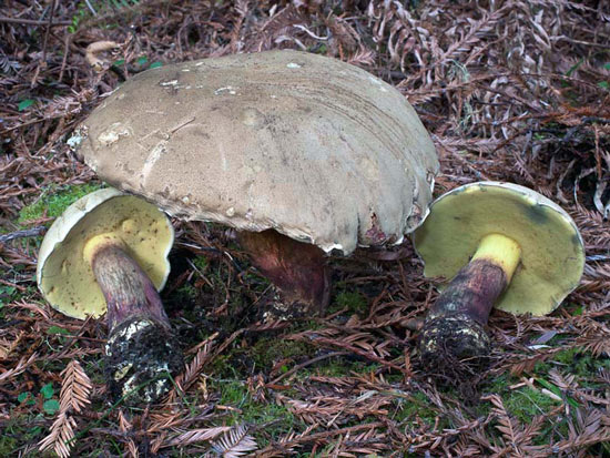 Boletus rubripes - Mushroom Species Images