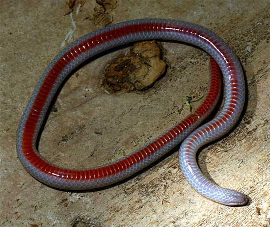 Tantilla hobartsmithi - Smith's Black-headed Snake - snake species | gveli | გველი