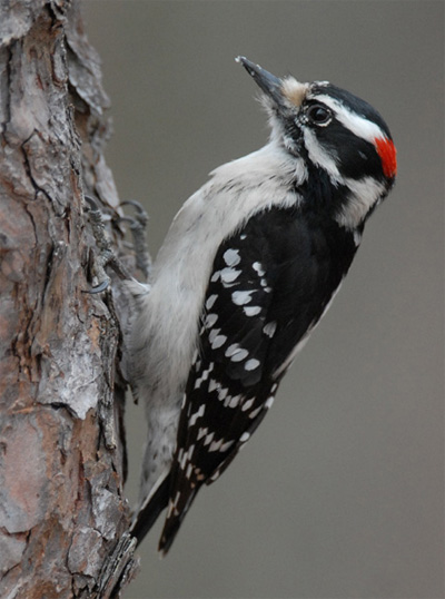 Downy Woodpecker - Bird Species | Frinvelis jishebi | ფრინველის ჯიშები