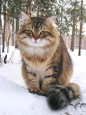 Siberian 2 - cat Breeds | კატის ჯიშები | katis jishebi