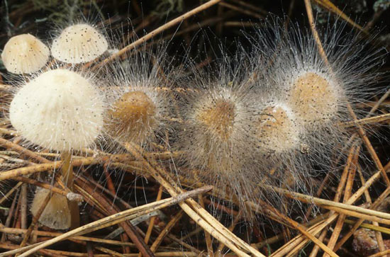 Spinellus fusiger - Mushroom Species Images