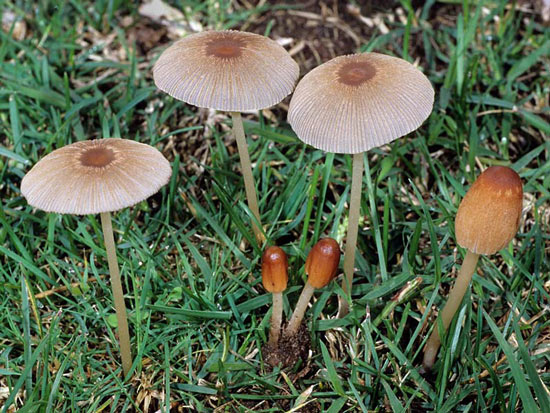 Coprinus auricomus: Parasola auricoma - Mushroom Species Images