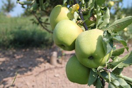 Mutsu - Apple Varieties