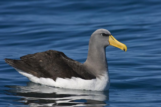 Shy Albatross - Bird Species | Frinvelis jishebi | ფრინველის ჯიშები
