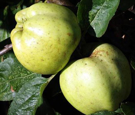 Calville Blanc - Apple Varieties