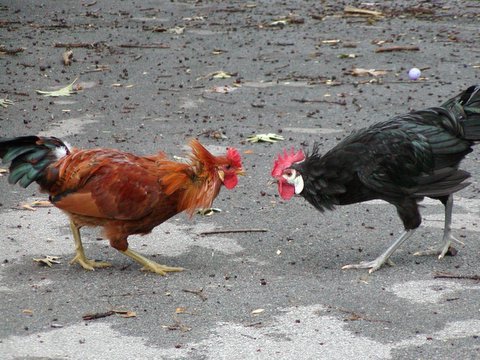 White-Faced Black Spanish 3 - chicken Breeds | ქათმის ჯიშები | qatmis jishebi