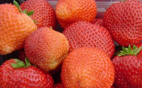 Viktoriana - Strawberry Varieties